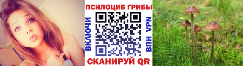 shop наркотические препараты  Можайск  Псилоцибиновые грибы Psilocybe  закладка 